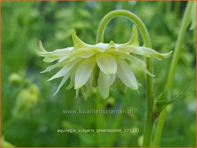 Aquilegia vulgaris &#39;Greenapples&#39; | Akelei | Gewöhnliche Akelei