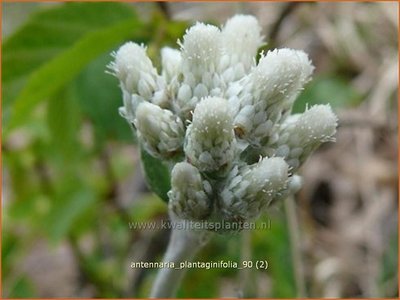 Antennaria plantaginifolia | Weegbreerozenkransje, Rozenkransje