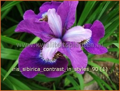 Kleren Belegering Maar Siberische iris - Iris sibirica 'Contrast in Styles' - Lis, Iris - kopen  bestellen - KwaliteitsPlanten.nl