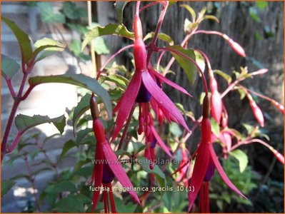 Fuchsia magellanica 'Gracilis' | Bellenplant