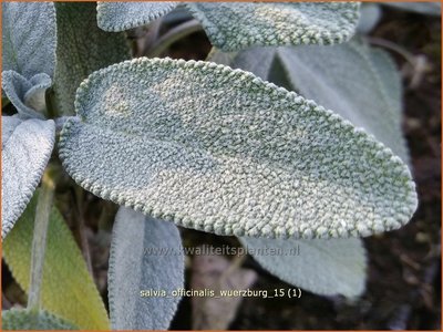 de studie Woordenlijst rijm Echte salie - Salvia officinalis 'Würzburg' - Keukensalie, Salie, Salvia -  kopen bestellen - KwaliteitsPlanten.nl