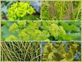 Vierkant Metertje - Geelgroen