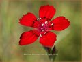 Dianthus deltoides 'Flashing Light'