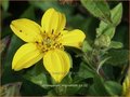Chrysogonum virginianum | Goudkorfje