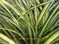 Carex oshimensis 'Evergold'