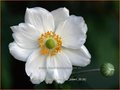Anemone hybrida 'Honorine Jobert'