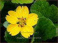 Chrysogonum virginianum 'Pierre' | Goudkorfje | Virginia-Goldkörbchen