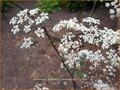 Anthriscus sylvestris 'Ravenswing'